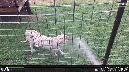 Tiger Cub loves playing in Water.