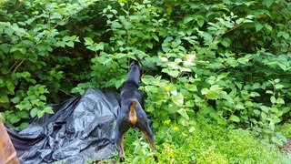 Doberman Pinscher Saves Owner from Snake while Filming