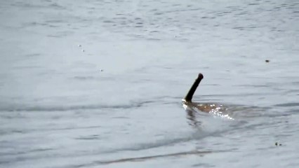 Tải video: Mais quel est cet animal filmé dans une rivière du brésil... Monstre marin?