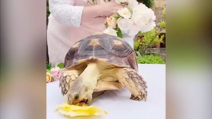 Une tortue déguste des pétales de roses !