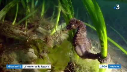 L'hippocampe moucheté, trésor de l'étang de Thau