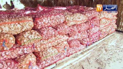 الوادي: قناطير من إنتاج الثوم تحرق.. والسعر لا يتجاوز 10 دج