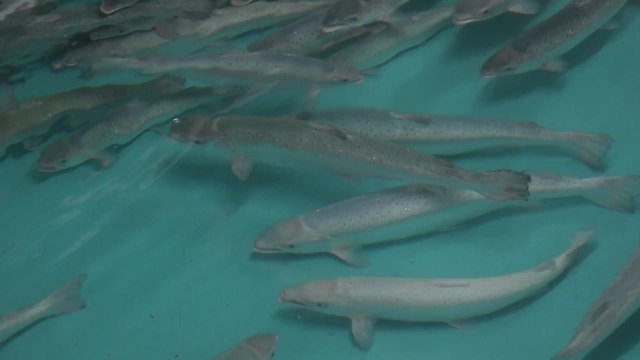 생태계 교란 논란 '대서양 연어'...해상 양식 가능할까 / YTN