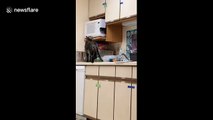 Curiosity feeds the cat! Feline breaks into food cupboard to steal its dinner