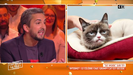Internet : le célèbre chat "Grumpy Cat" est mort !
