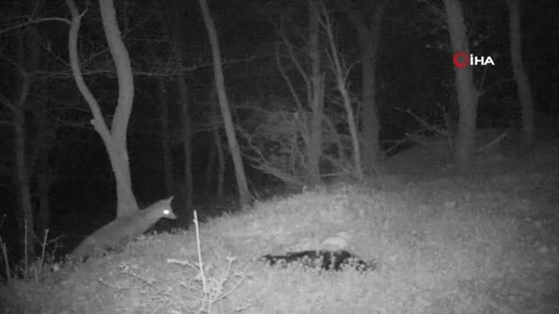 Tekirdağ'ın Yaban Hayatı 'Fotokapan'a Yansıdı
