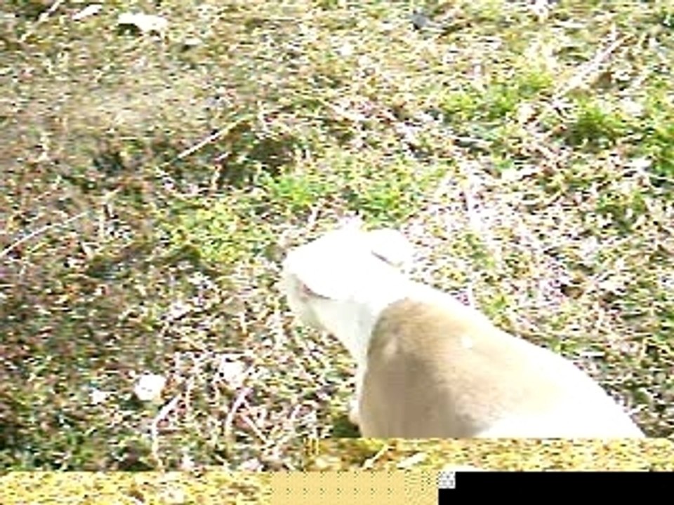 Kackemund at villa dünderickz