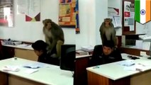 Seekor monyet menyandera satu karyawan dalam bank di India - TomoNews