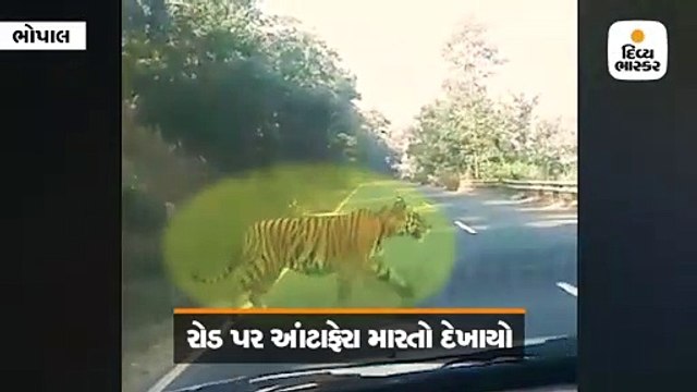 સૂમસામ રોડ પર કારની સામે વાઘ આવ્યો, આંટાફેરા મારીને જંગલમાં ગાયબ થયો