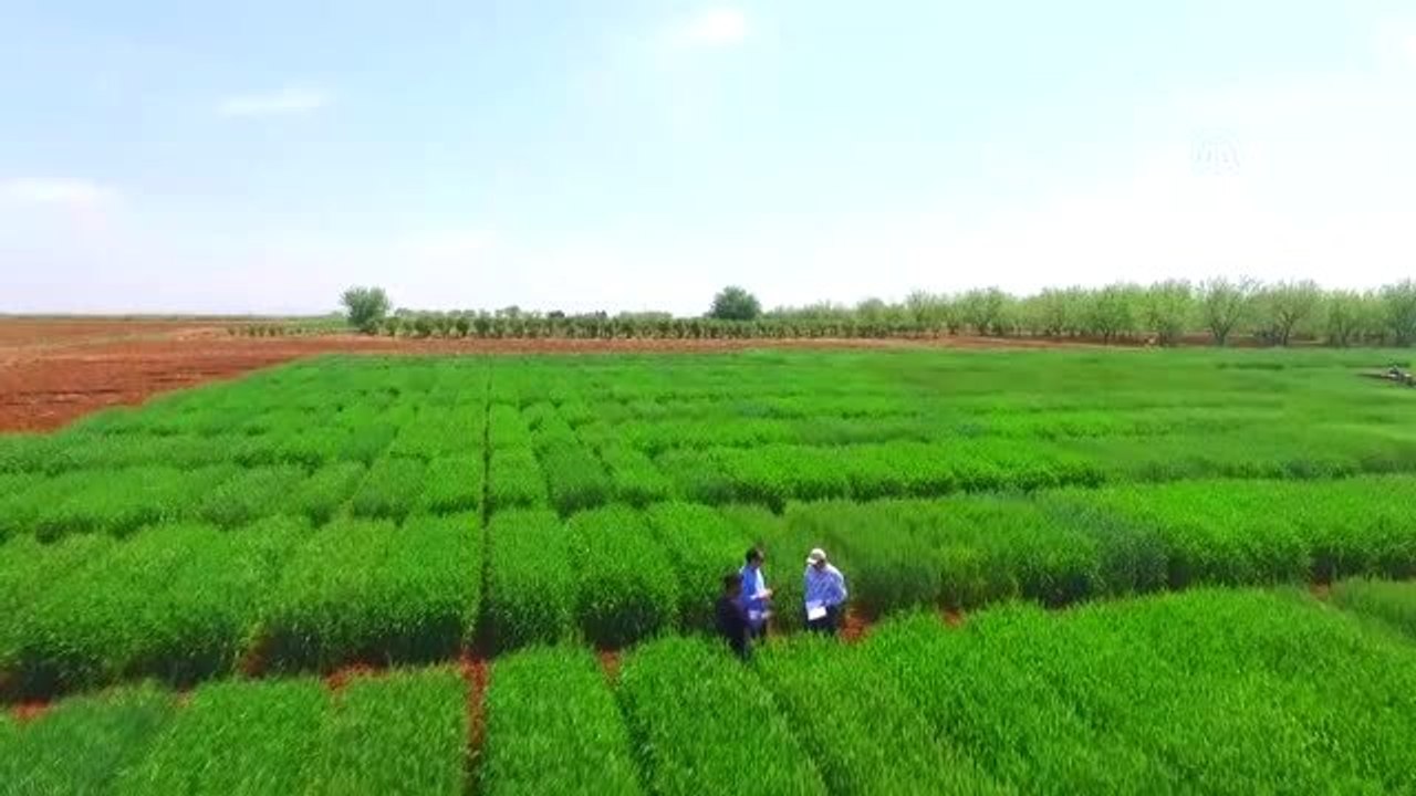 Tescilli Yerli Buğday Çeşitleri Verimi Artıracak
