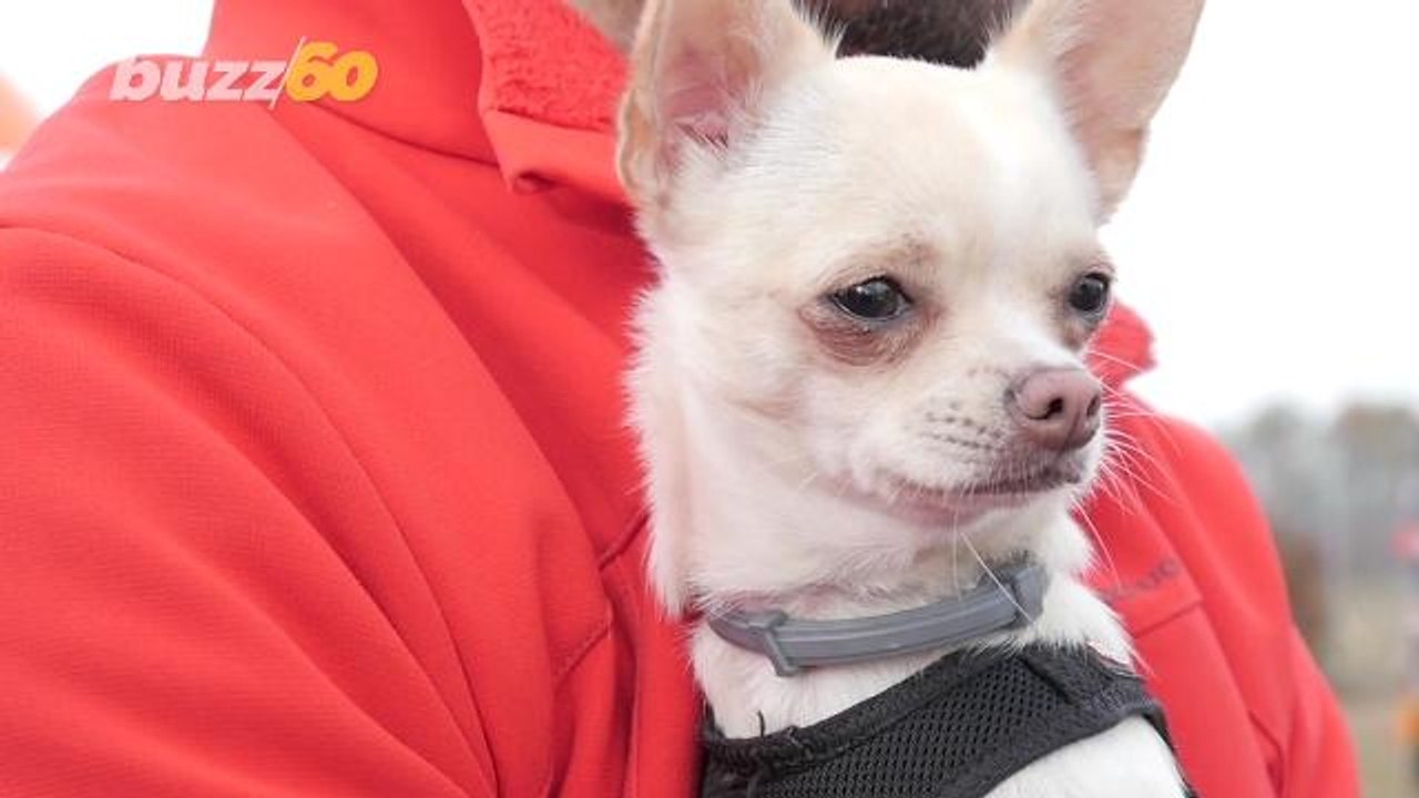 Life-Saving Tips to Keep Your Dog Looking and Feeling Cool This Summer