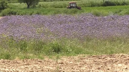 Hobi Olarak Başladığı Arıcılıkta Devlet Desteğiyle 150 Kovana Ulaştı - Uşak