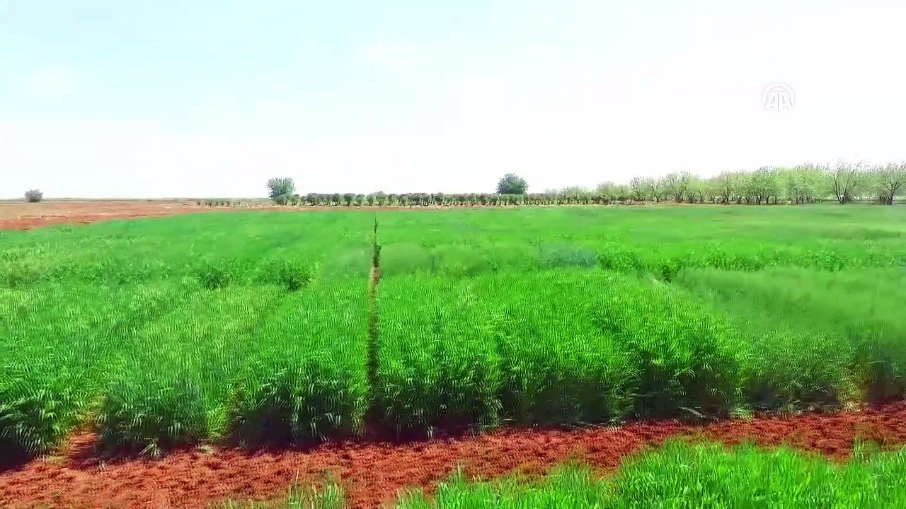 Tescilli yerli buğday çeşitleri verimi artıracak - ŞANLIURFA