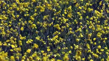 Düğün çiçekleri Ovacık'ı sarıya boyadı - TUNCELİ