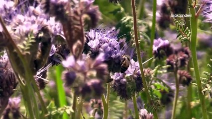 Hobi olarak başladığı arıcılıkta devlet desteğiyle 150 kovana ulaştı