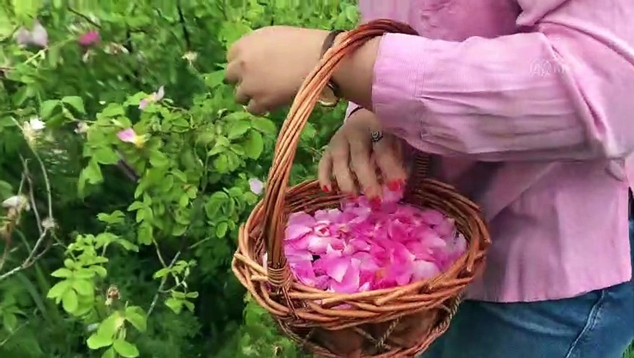 'Gül tarımı' atağı - EDİRNE