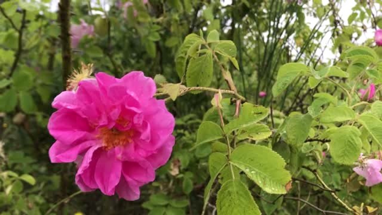 Gül Tarımı" Atağı - Edirne