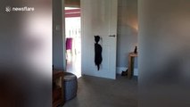 Kangaroo cat jumps to catch the sun