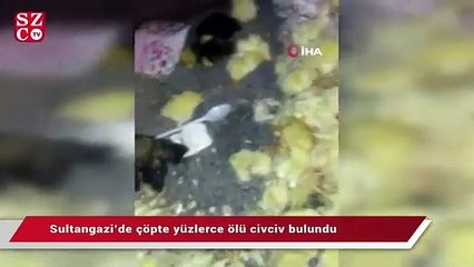 Sultangazi’de çöpte yüzlerce ölü civciv bulundu
