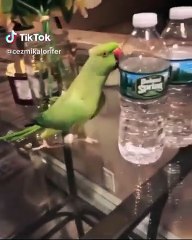 Ce perroquet jouant avec une bouteille d'eau est très adorable !