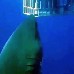 Voici Deep Blue, le gigantesque requin femelle de dix mètres de long. Incroyable !