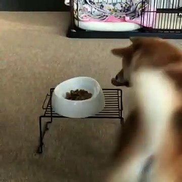 Ce chien est tellement excité de voir son repas qu'il se met à danser. Trop marrant !