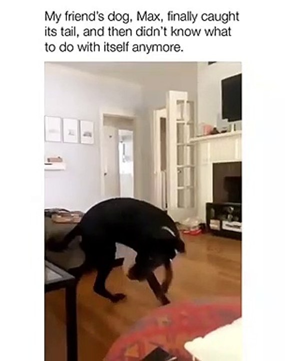 Quand une chienne attrape enfin sa queue. Trop drôle !