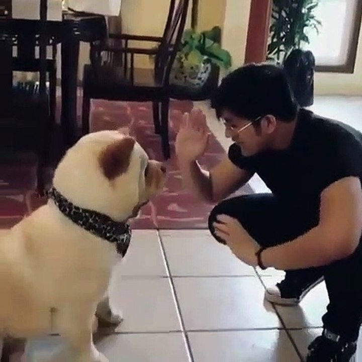 Ce chien ourson adore donner des high-five à son maître. Trop cute !