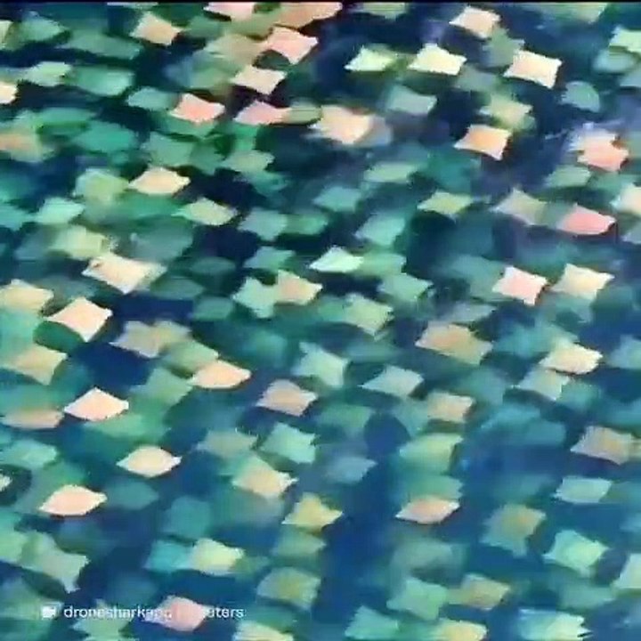 A couper le souffle ! Un banc de raies nagent ensemble et donne un spectacle incroyable.