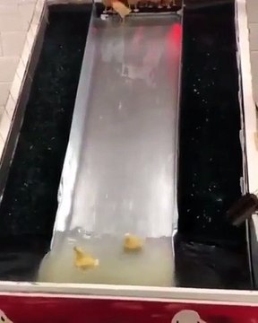 Quand des poussins trouvent une activité qui leur donne de la joie. Adorable !