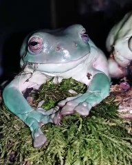 Regardez ce que fait cette sublime grenouille quand elle a sommeil !