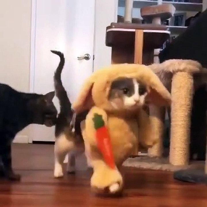 Le déguisement de ce chat est trop drôle. Regardez !
