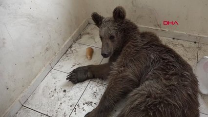 Bilecik'te Yaralı Olarak Bulunan Ayı Tedavi Altına Alındı