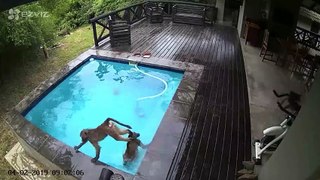 Baboons take over family pool!