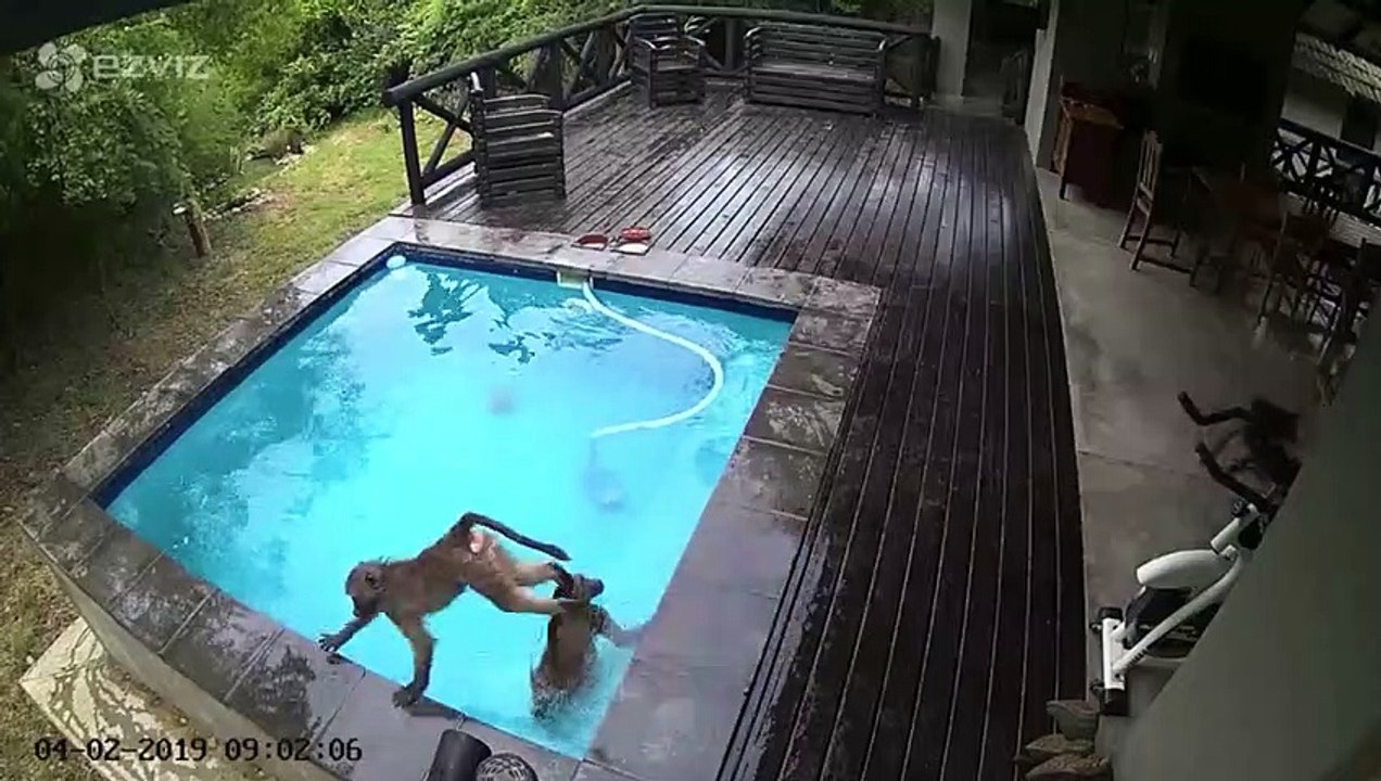 Baboons take over family pool!
