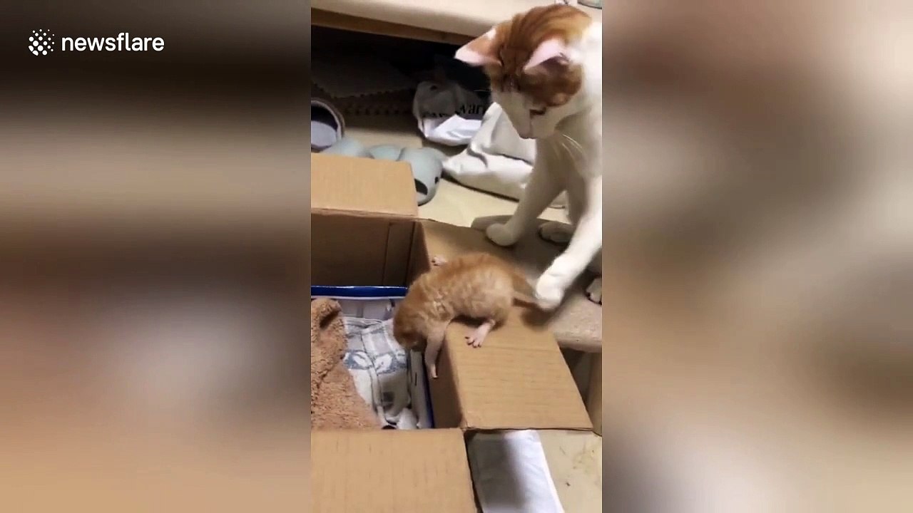 Impatient mother cat pushes kitten into box in southern China