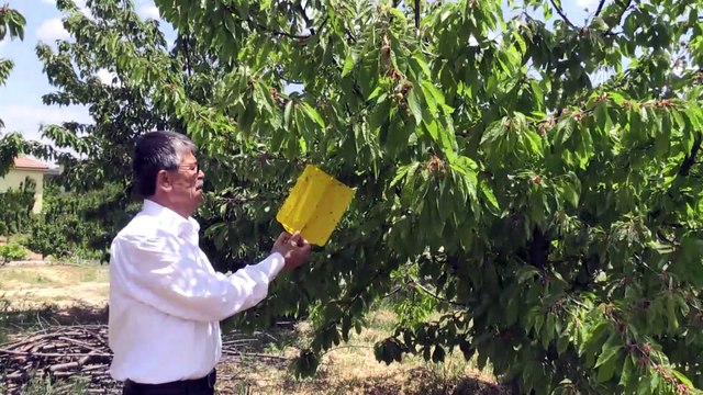 'Dalbastı' kirazında sinek riski - MALATYA