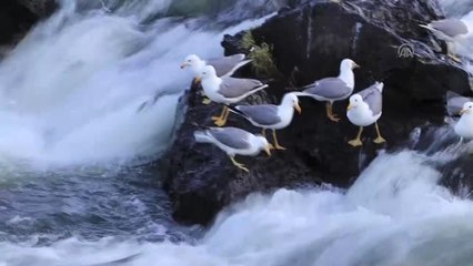 İnci Kefalinin Zorlu Yolculuğu Sürüyor