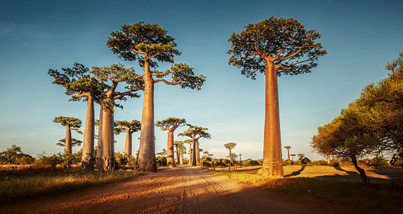 Essential Travel Itinerary: Madagascar