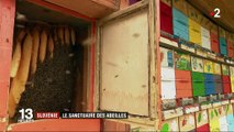 Environnement : zoom sur la Slovénie, royaume des abeilles