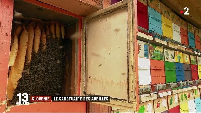 Environnement : zoom sur la Slovénie, royaume des abeilles