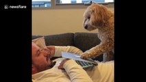 Dog demands attention by pushing down laptop screen