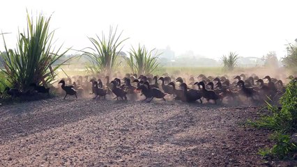 Stampede of ducks rush across road so fast they leave a dust cloud