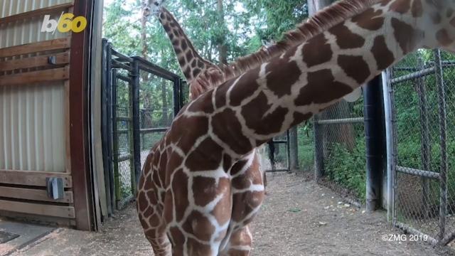 Adorable Baby Giraffe Gets Corrective Shoes and Takes First Steps Towards Recovery