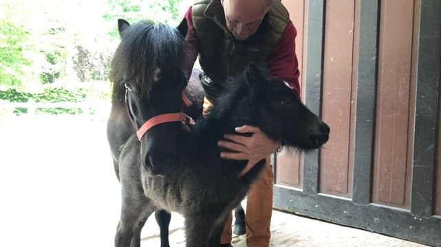 Un poney est né au haras du Pin