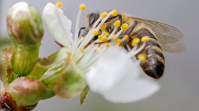 Пчёлы – это не только мёд