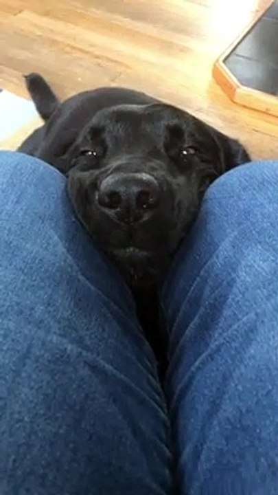 Press Nose for Tail Wags