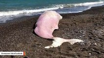 A Sperm Whale Found Dead In Italy Had Plastic In Stomach