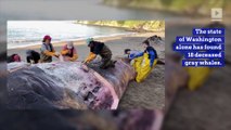 Rate of Gray Whale Deaths Rises on the West Coast