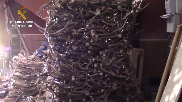 La Guardia Civil desmantela a tres bandas que traficaban con astas de ciervo en Jaén
